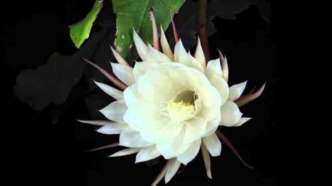 KARARAN GECELERE İNAT YENİDEN DOĞAN UMUTLARLA